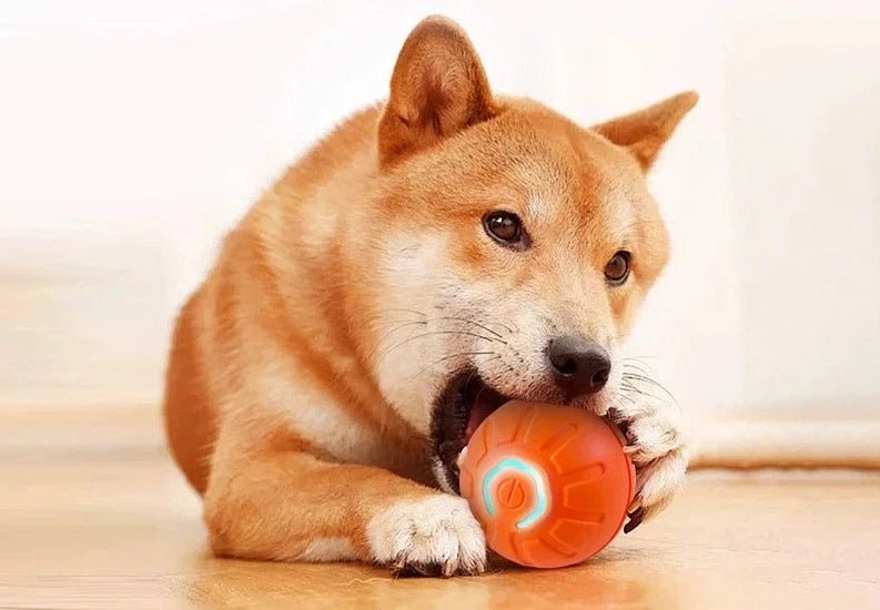טוטו - כדור קופצני חשמלי לכלב - LuffLuff